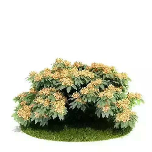 Blooming Leafy Bush 3D model