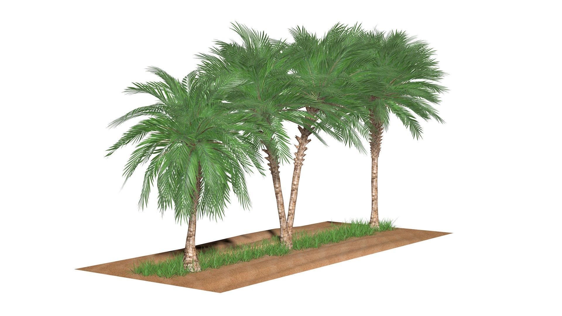 Three palms set 3D model_1