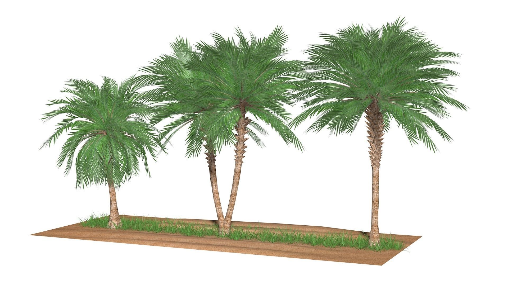 Three palms set 3D model_0