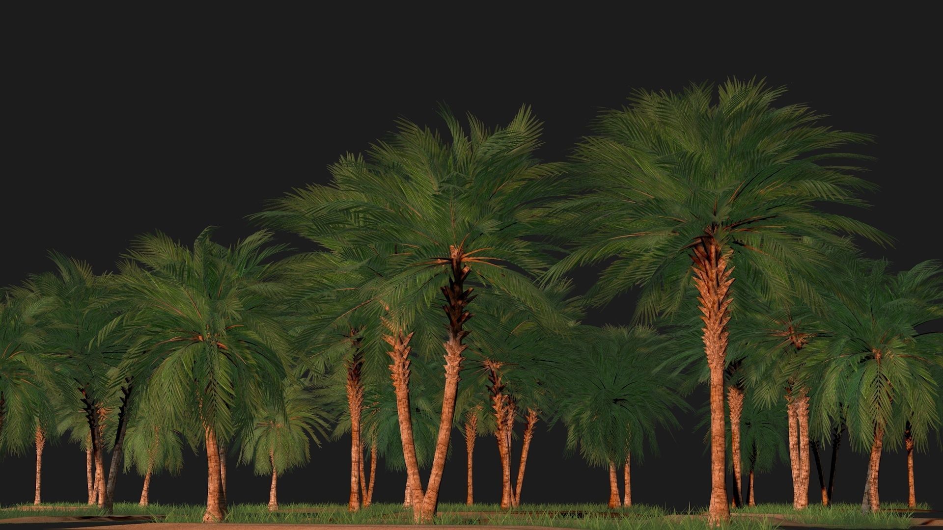 Three palms set 3D model_7