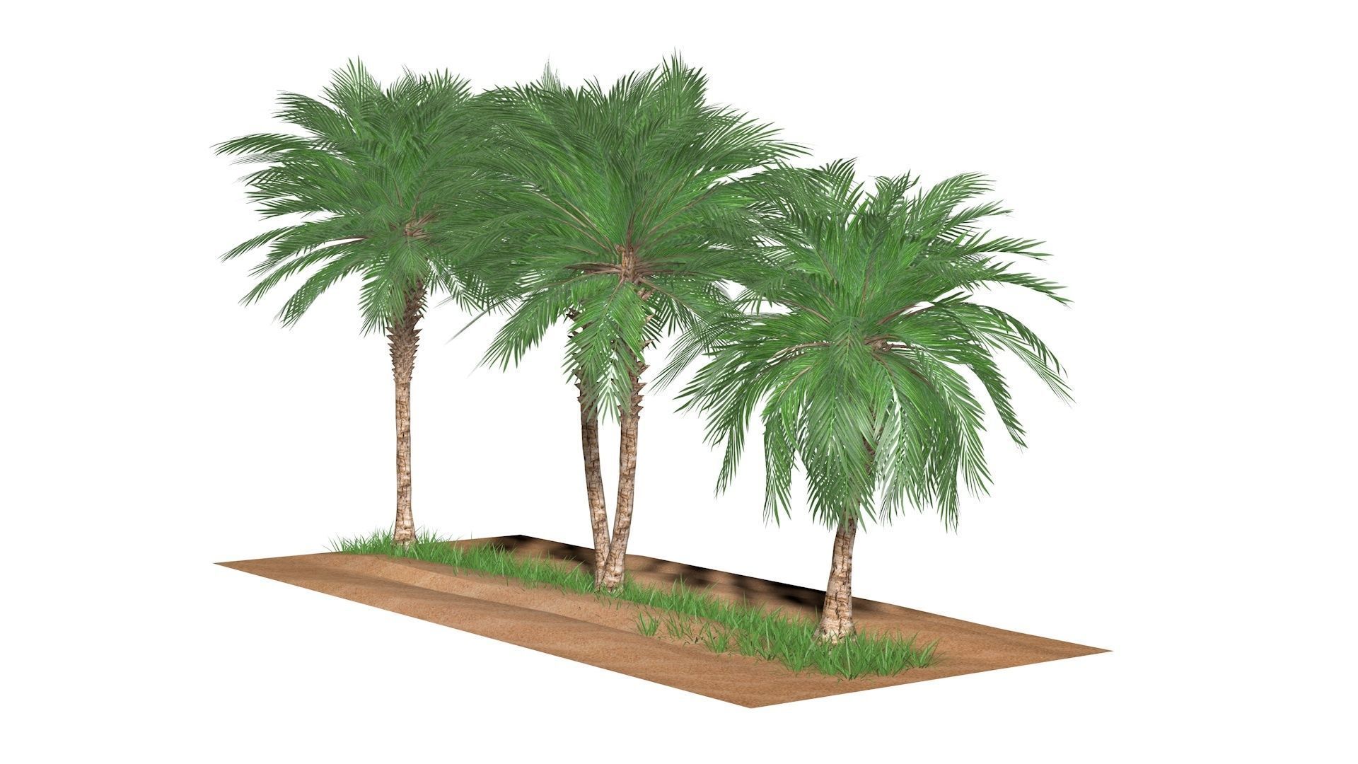 Three palms set 3D model_3