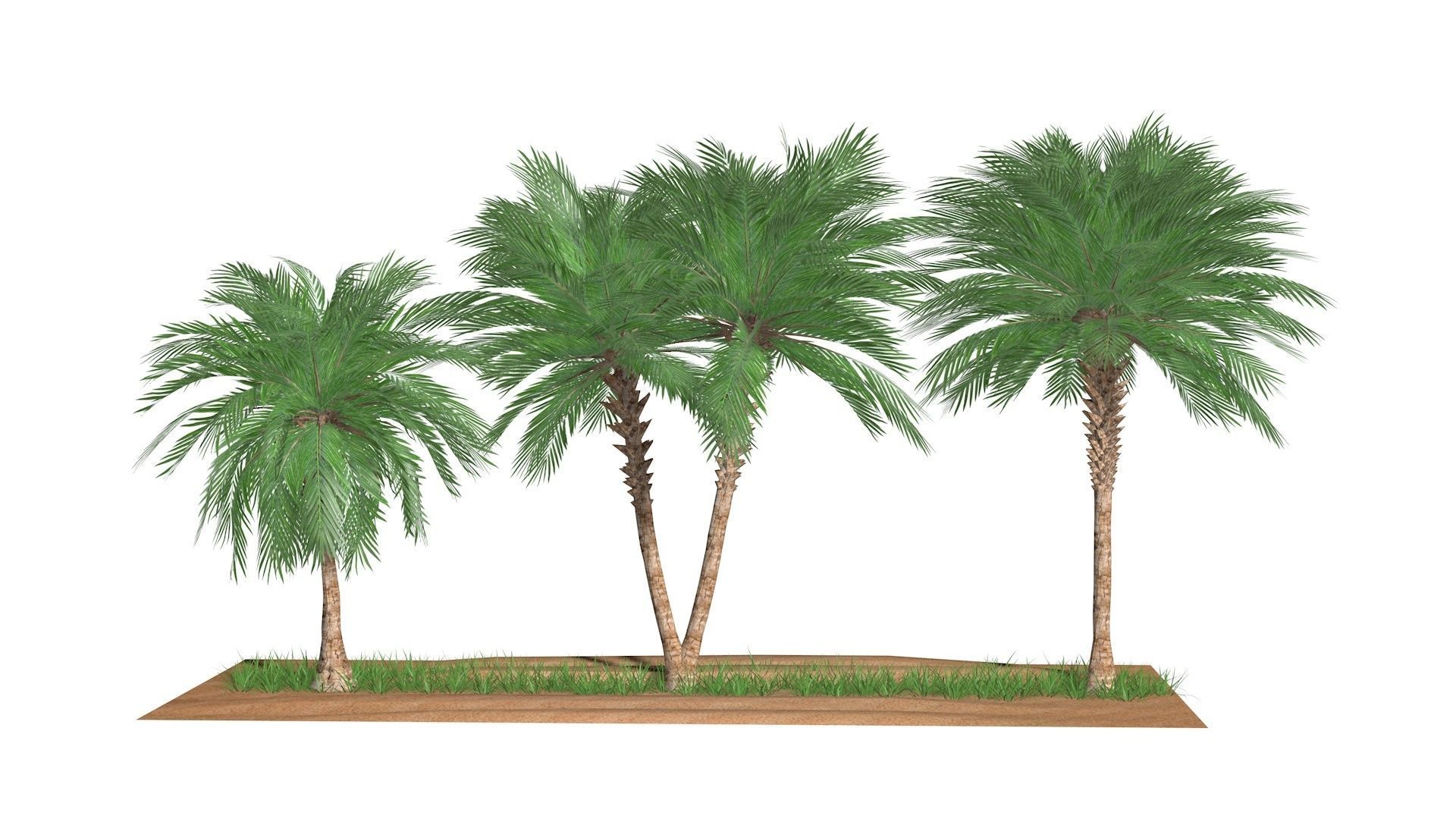 Three palms set 3D model_2
