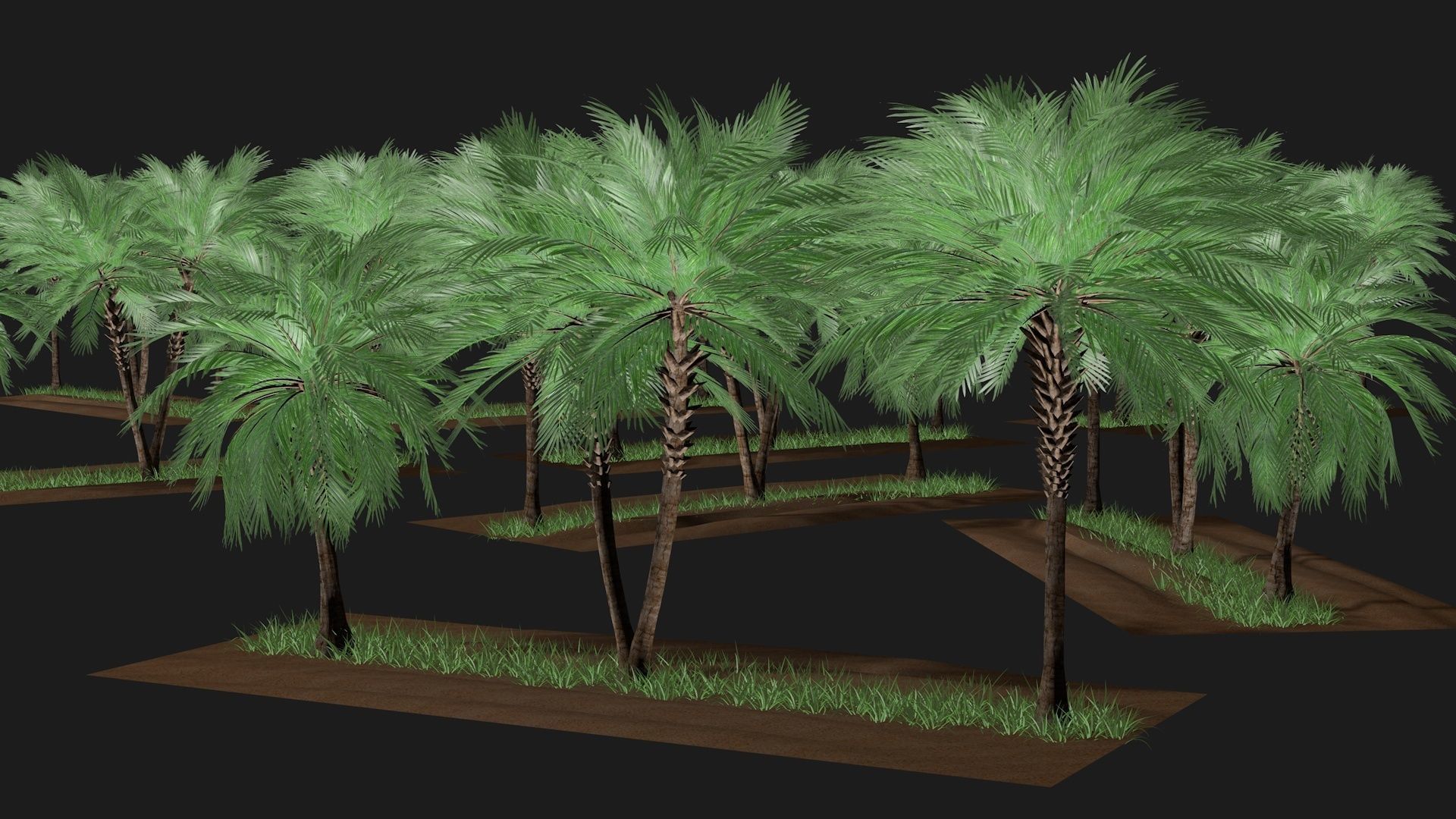 Three palms set 3D model_5