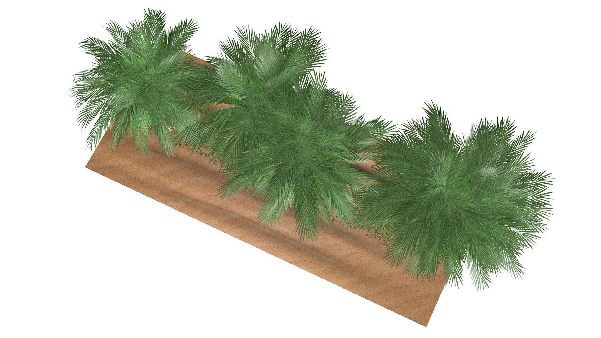 Three palms set 3D model_8