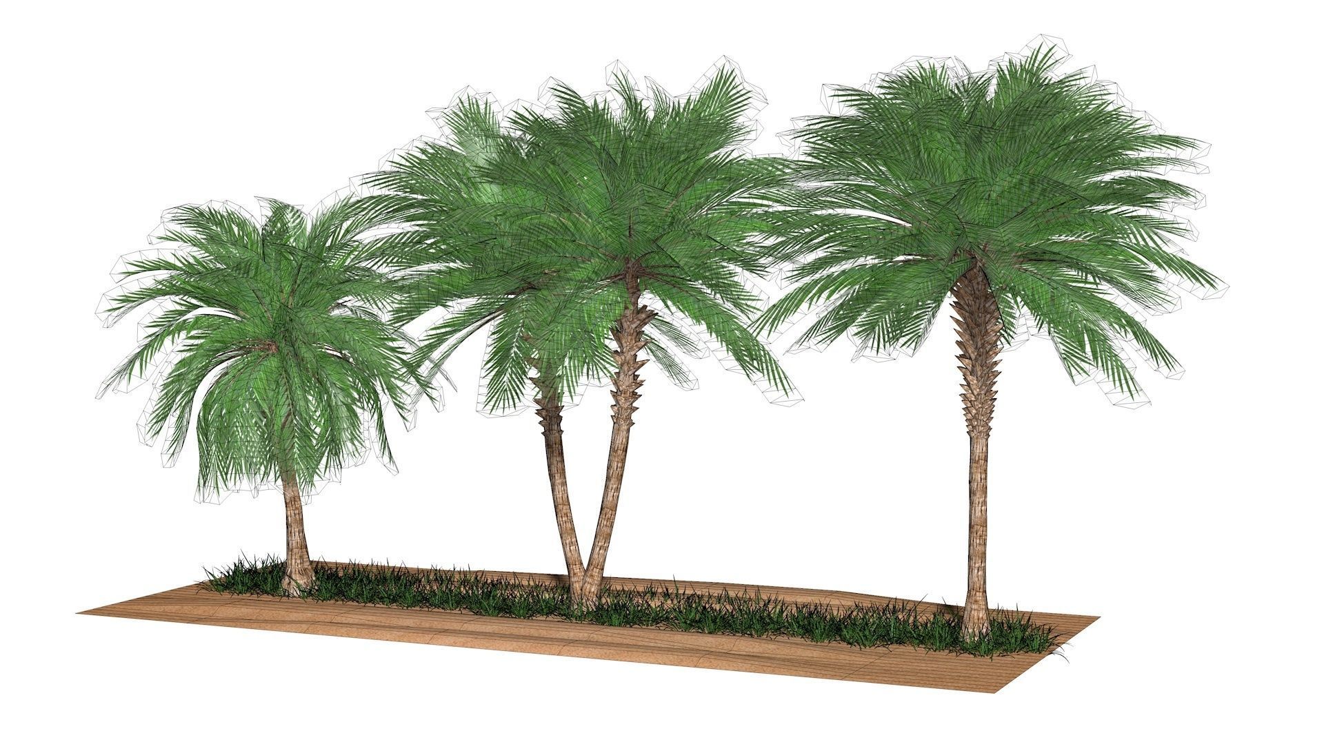Three palms set 3D model_9