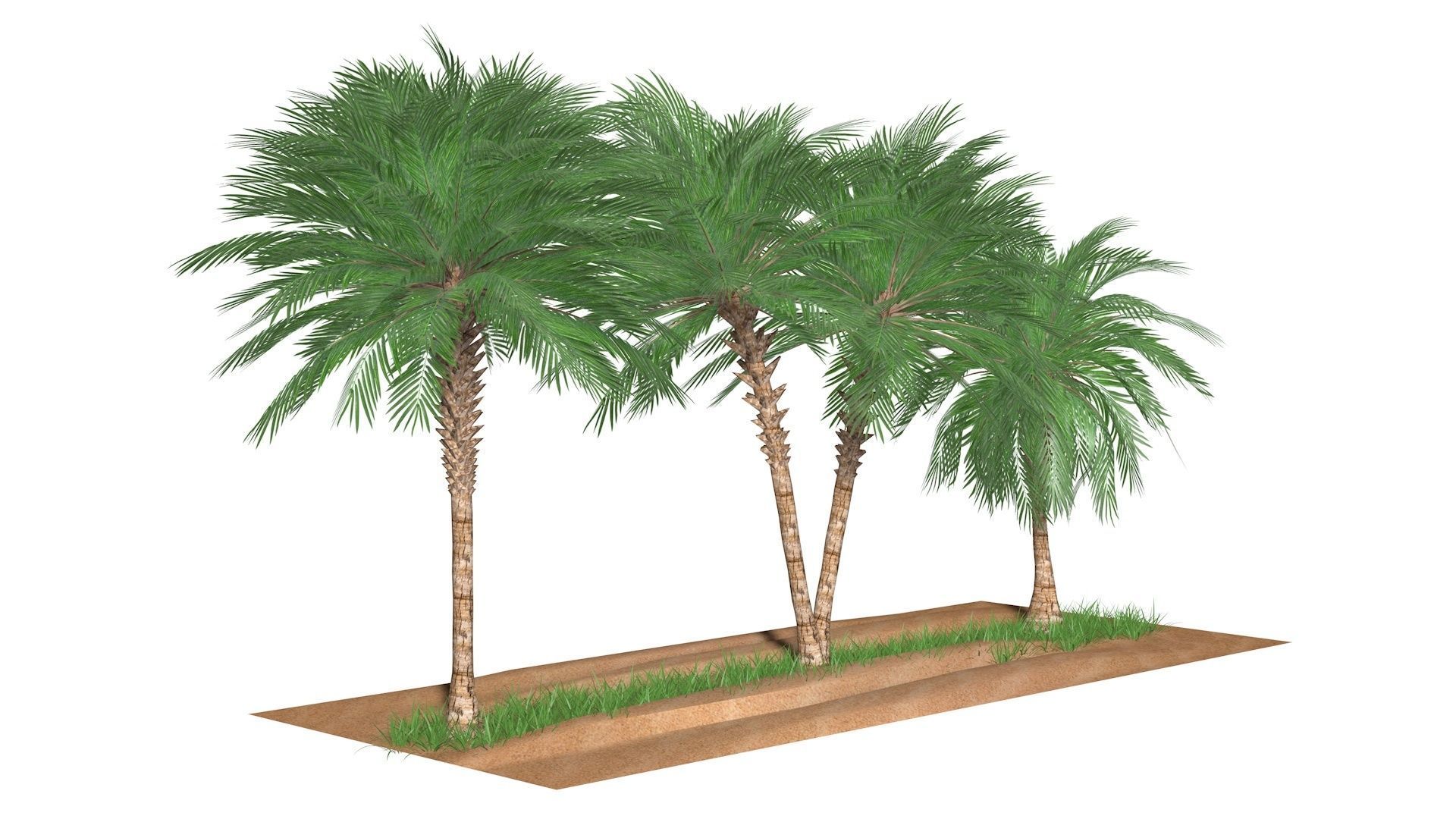 Three palms set 3D model_4