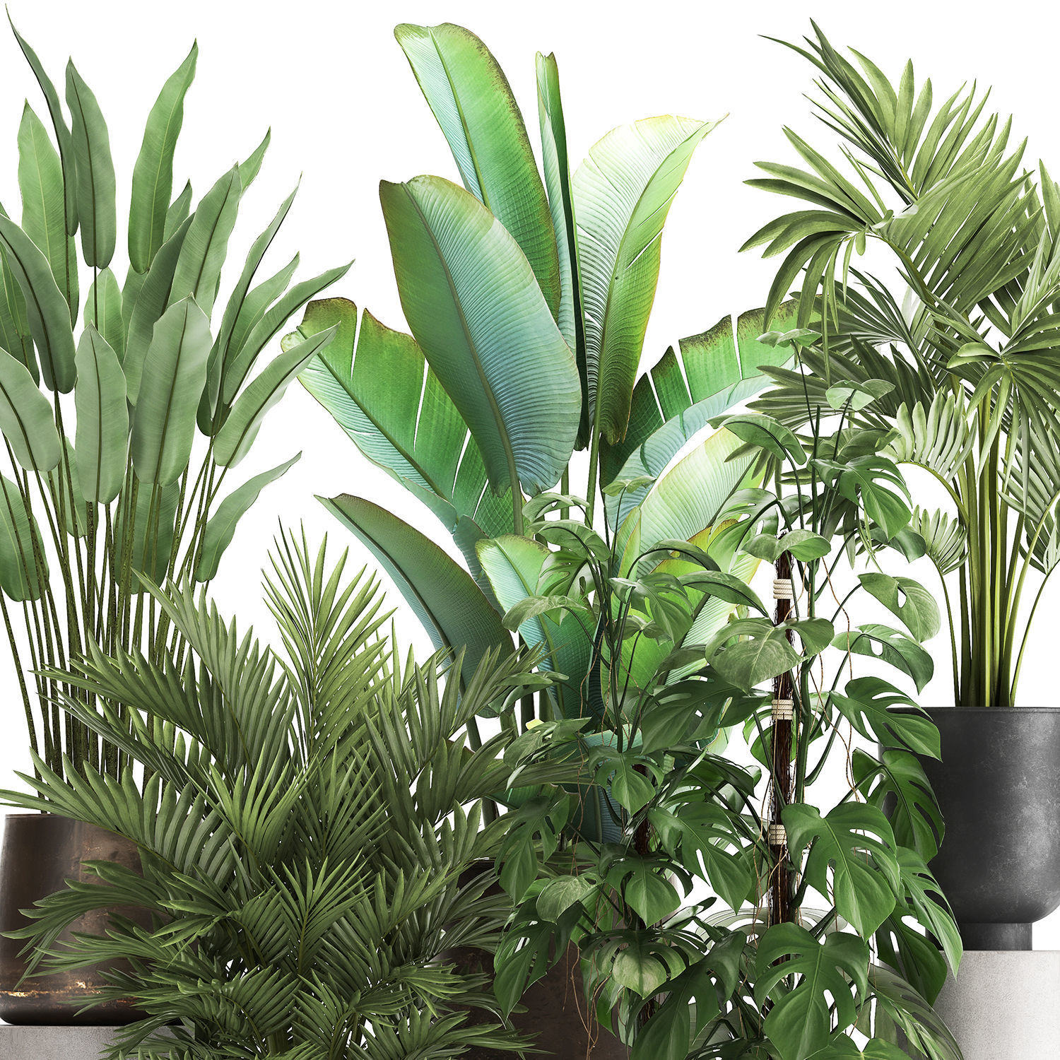 Houseplants in a flowerpot for the interior 1031 3D model_1