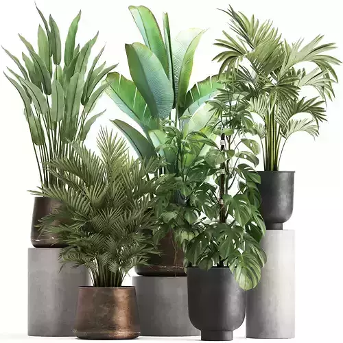 Houseplants in a flowerpot for the interior 1031