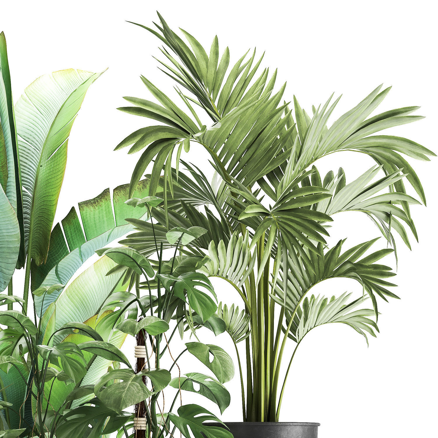 Houseplants in a flowerpot for the interior 1031 3D model_3