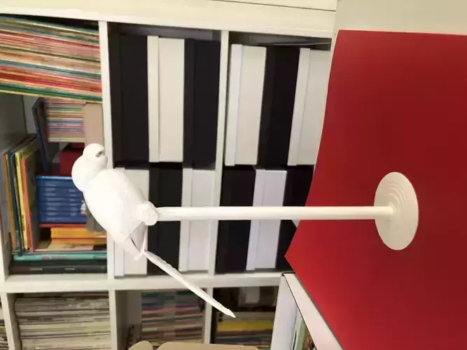 Parrot bird hanging from book shelf