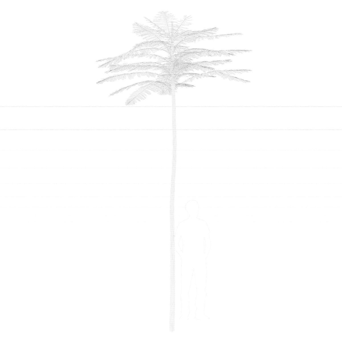 Schizolobium Parahyba VOL 2 GROWFX - PAKIS BRAZIL-SOLOBIUM 3D model_6