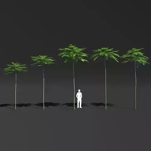 Schizolobium Parahyba VOL 2 GROWFX - PAKIS BRAZIL-SOLOBIUM 3D model Schizolobium Parahyba VOL 2 GROWFX - PAKIS BRAZIL-SOLOBIUM 3D model