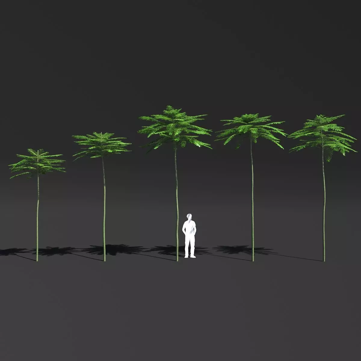 Schizolobium Parahyba VOL 2 GROWFX - PAKIS BRAZIL-SOLOBIUM 3D model_0