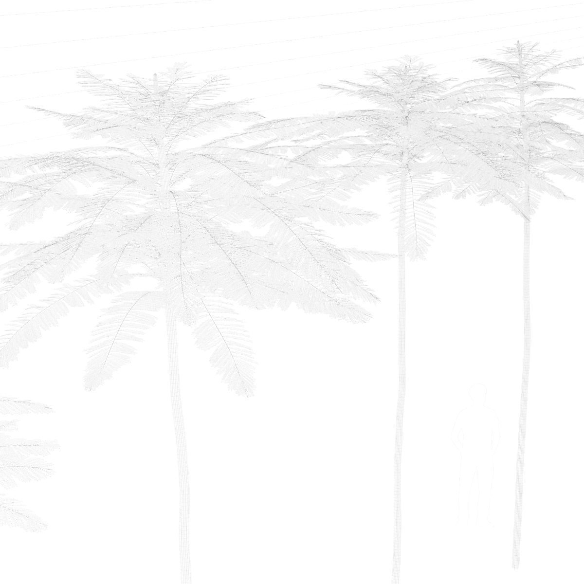 Schizolobium Parahyba VOL 2 GROWFX - PAKIS BRAZIL-SOLOBIUM 3D model_18