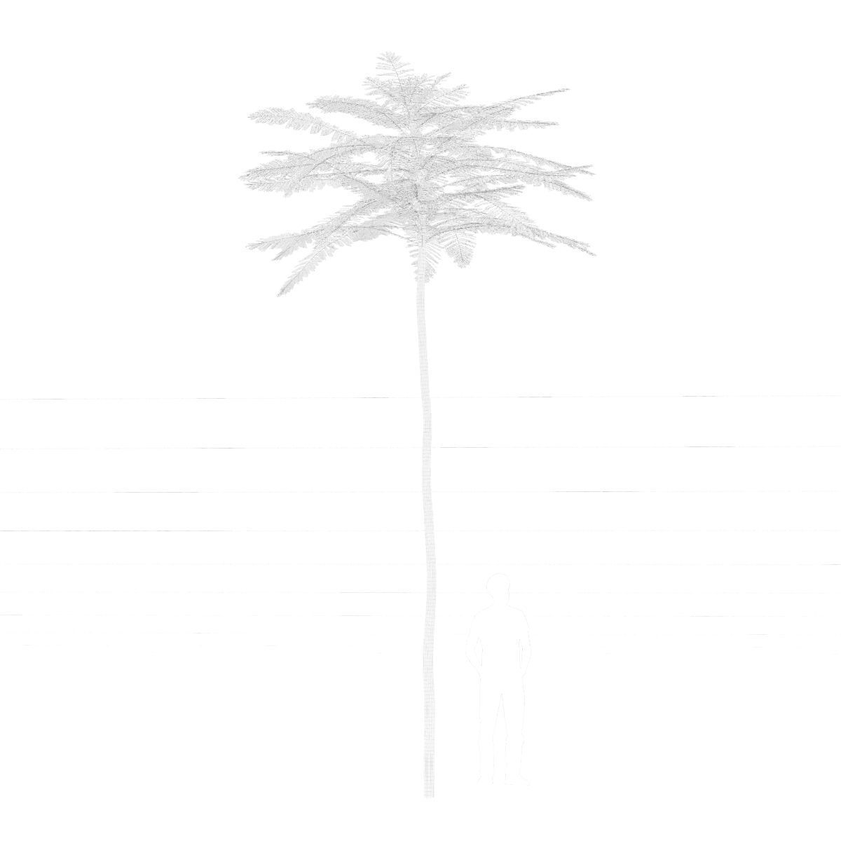 Schizolobium Parahyba VOL 2 GROWFX - PAKIS BRAZIL-SOLOBIUM 3D model_12