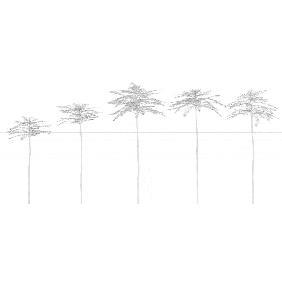 Schizolobium Parahyba VOL 2 GROWFX - PAKIS BRAZIL-SOLOBIUM 3D model_3