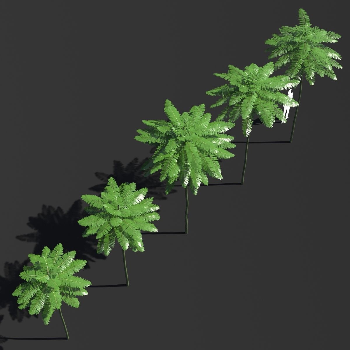 Schizolobium Parahyba VOL 2 GROWFX - PAKIS BRAZIL-SOLOBIUM 3D model_2