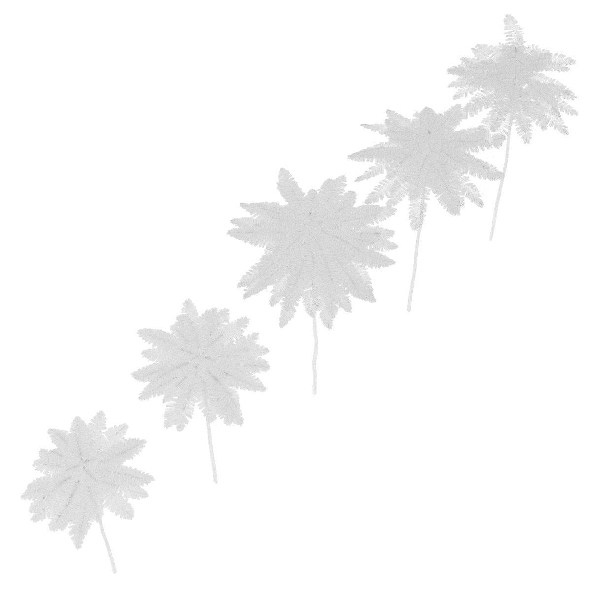 Schizolobium Parahyba VOL 2 GROWFX - PAKIS BRAZIL-SOLOBIUM 3D model_17