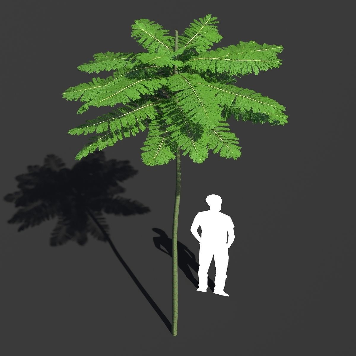 Schizolobium Parahyba VOL 2 GROWFX - PAKIS BRAZIL-SOLOBIUM 3D model_7