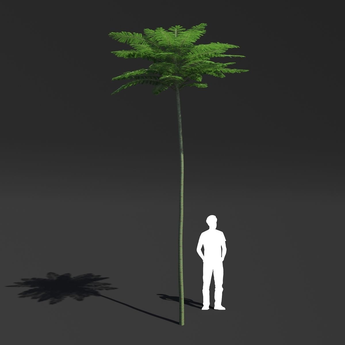 Schizolobium Parahyba VOL 2 GROWFX - PAKIS BRAZIL-SOLOBIUM 3D model_9