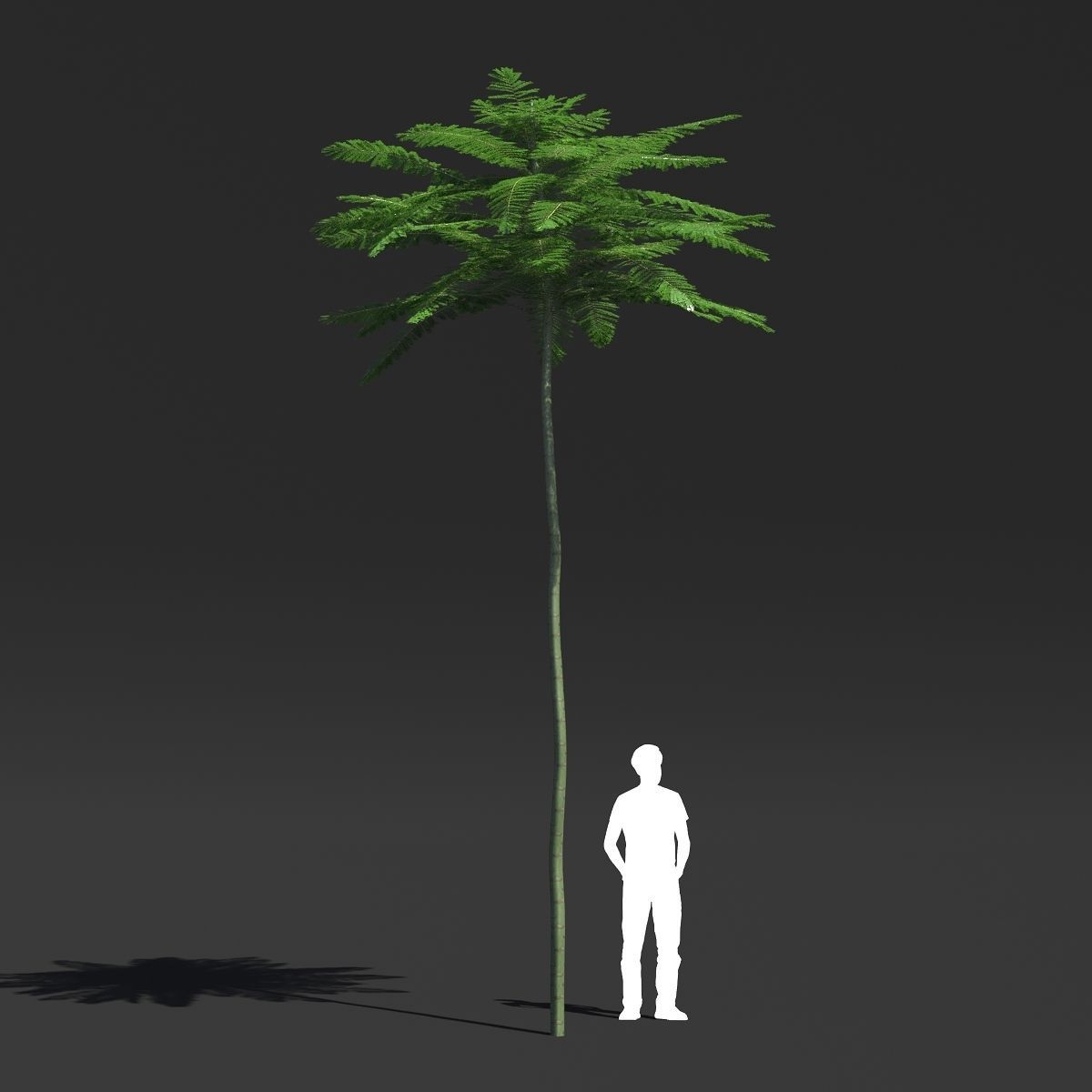 Schizolobium Parahyba VOL 2 GROWFX - PAKIS BRAZIL-SOLOBIUM 3D model_11