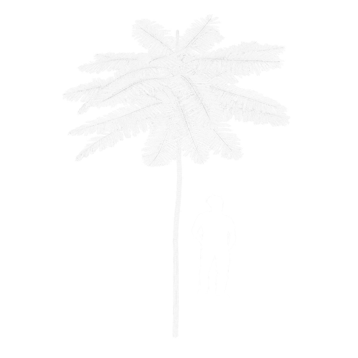 Schizolobium Parahyba VOL 2 GROWFX - PAKIS BRAZIL-SOLOBIUM 3D model_8