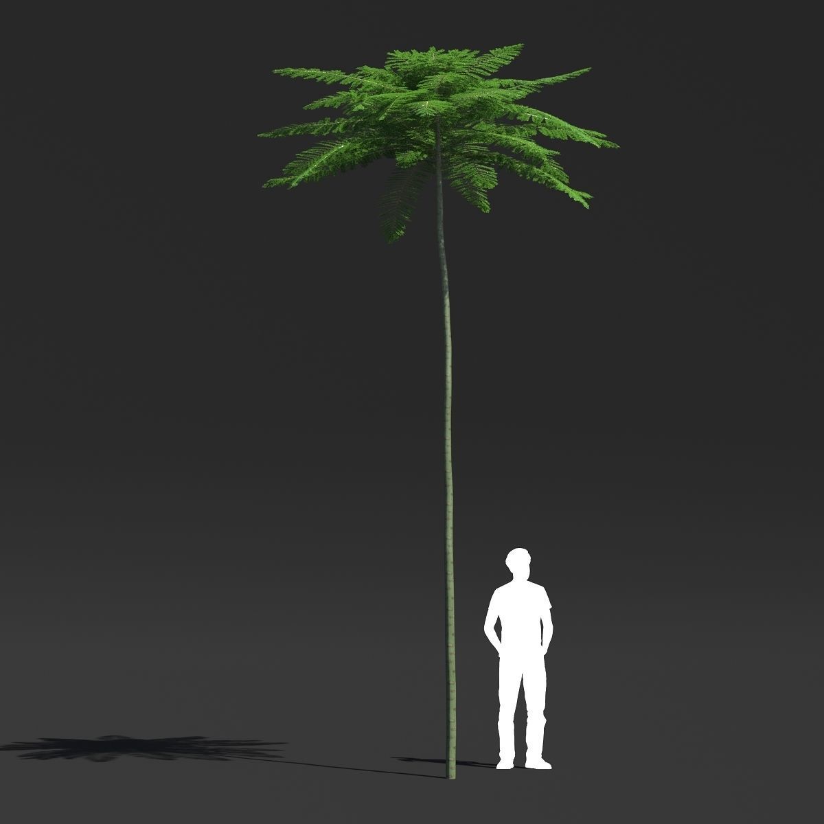 Schizolobium Parahyba VOL 2 GROWFX - PAKIS BRAZIL-SOLOBIUM 3D model_13