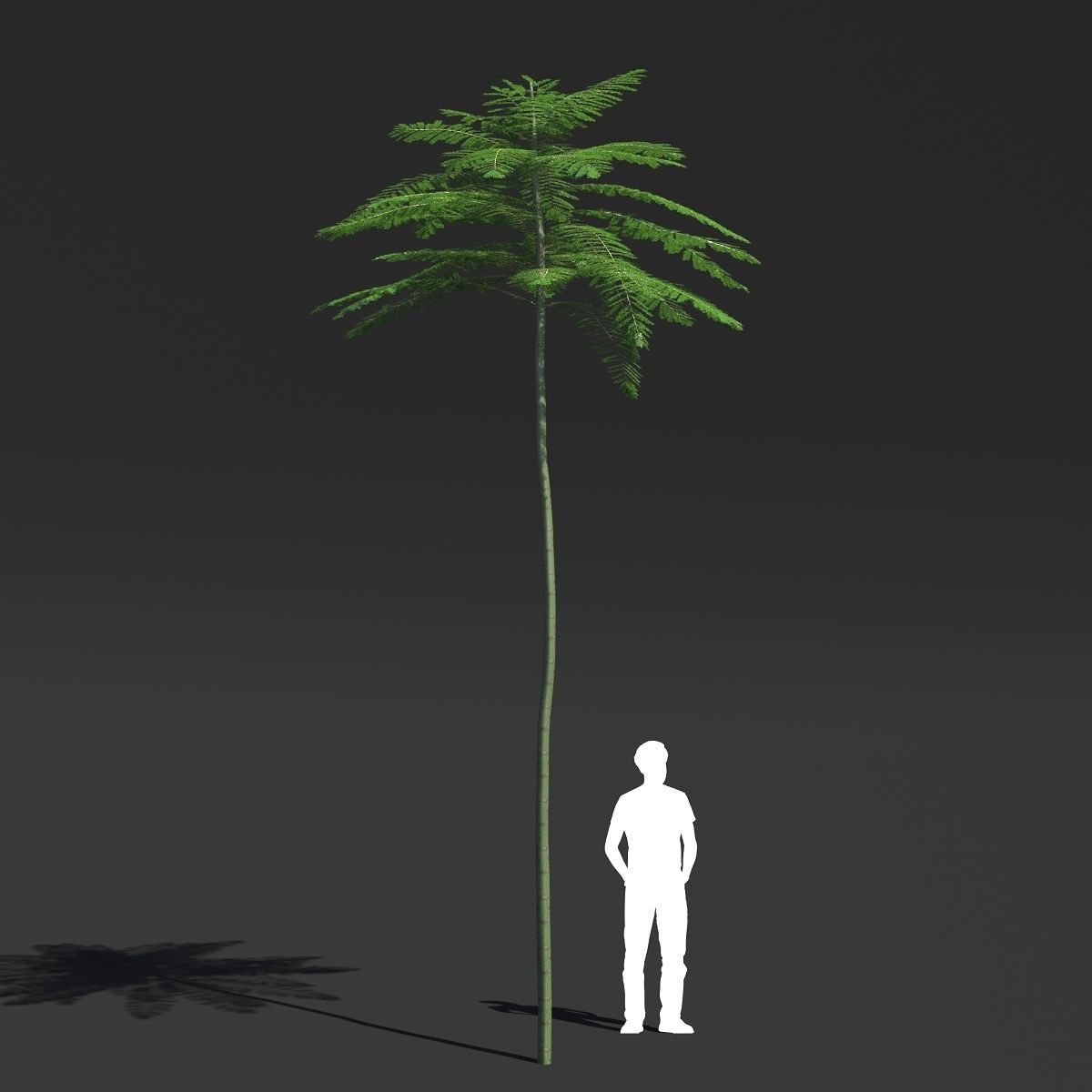 Schizolobium Parahyba VOL 2 GROWFX - PAKIS BRAZIL-SOLOBIUM 3D model_15