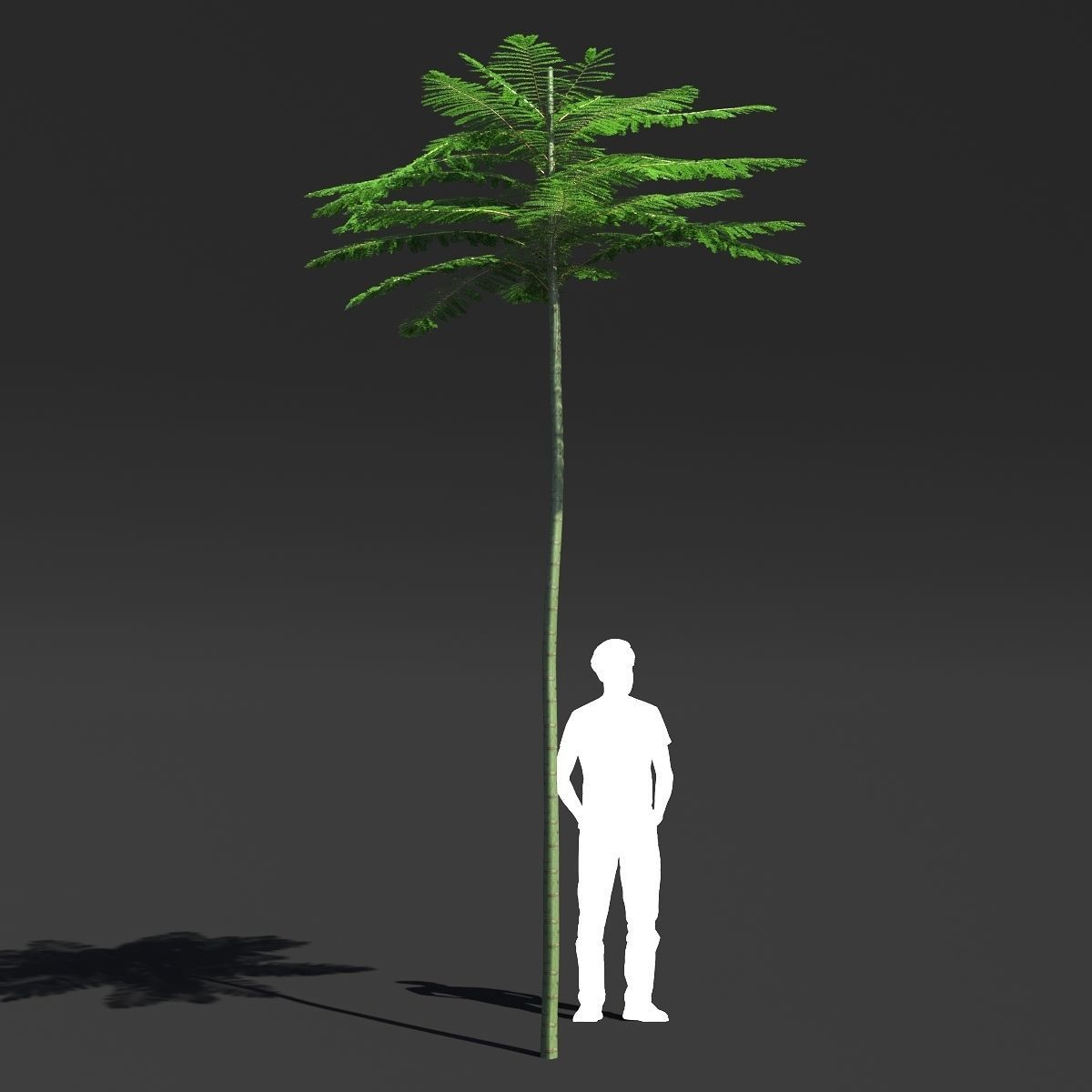 Schizolobium Parahyba VOL 2 GROWFX - PAKIS BRAZIL-SOLOBIUM 3D model_5