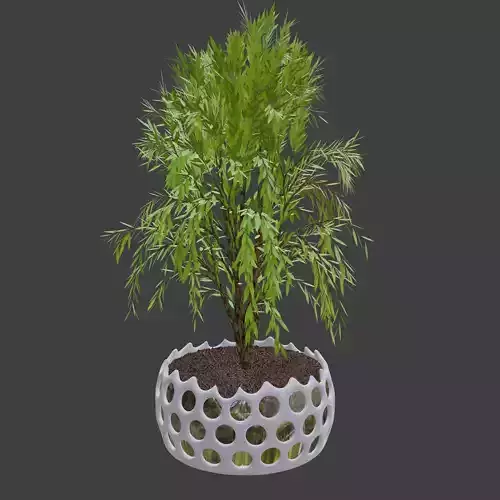 A potted tree
