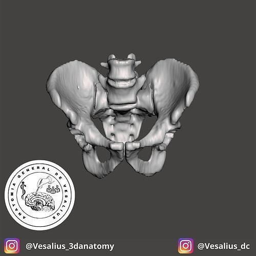 Human pelvis 3D print model