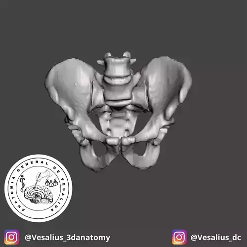 Human pelvis