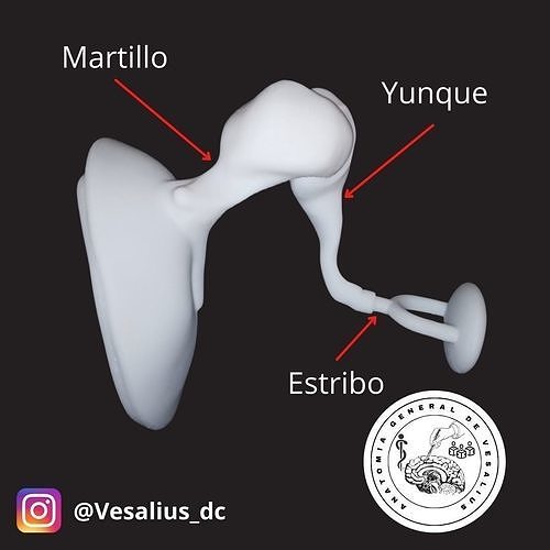 The ossicles and tympanic membrane 3D print model