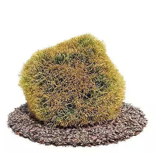 Round Plant