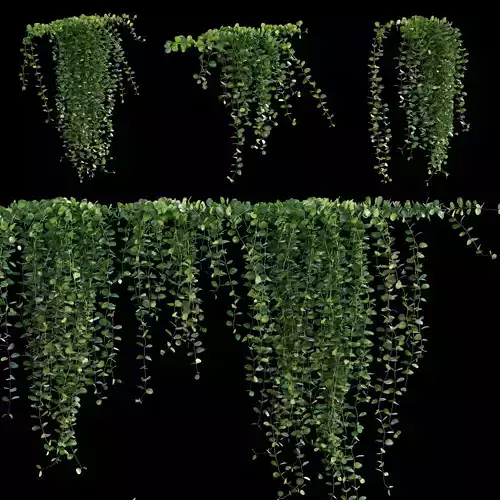 Dischidia Species - Rain of Coins