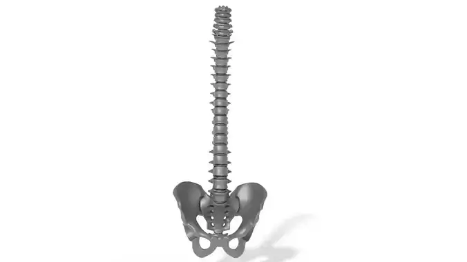 Human spine backbone stl  3D print model