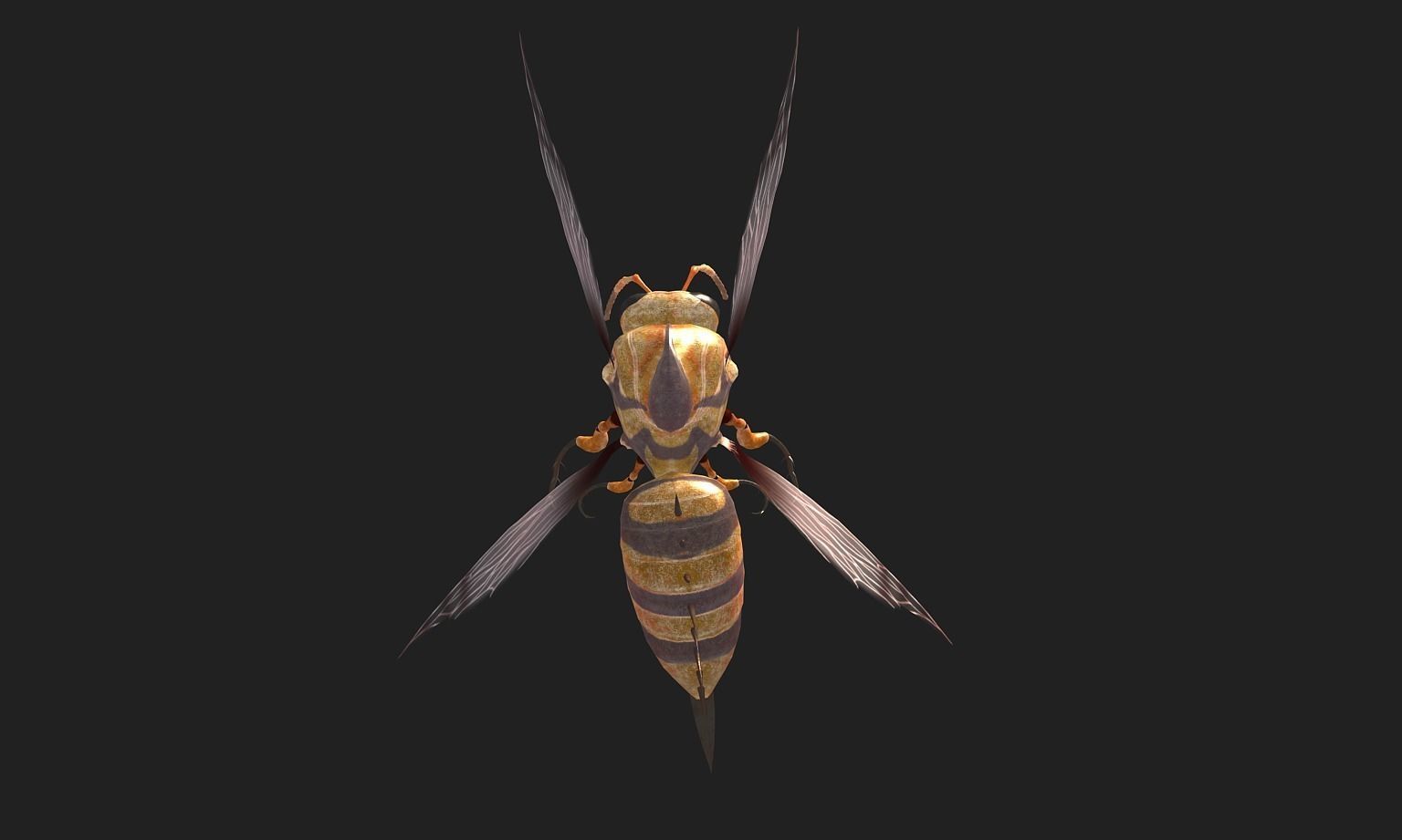 animated bee Low-poly 3D model_5
