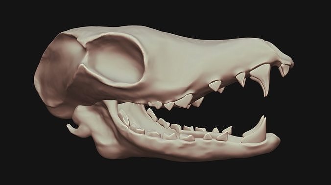 Animal Skull 3D model