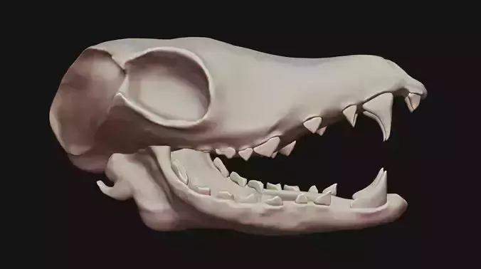 Animal Skull