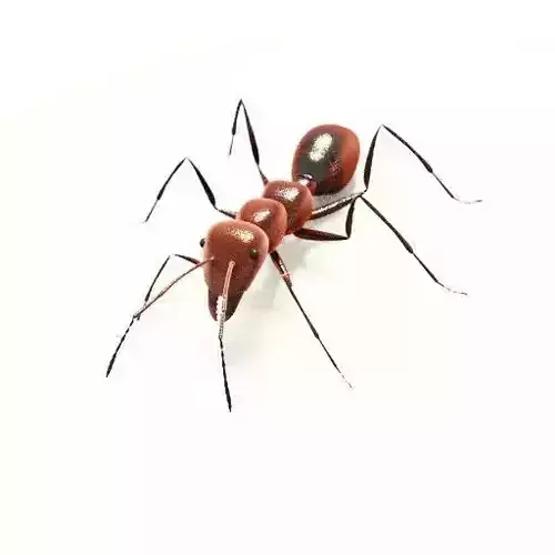 Ant 3D Model  Rigged low-poly 3d model 3D model