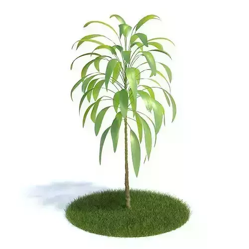 Cordyline Petiolaris Plant