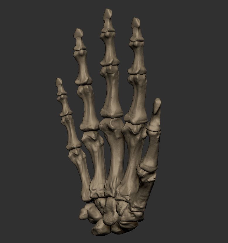 Skeleton Hand 3D print model_7