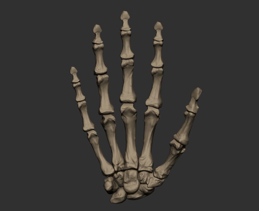 Skeleton Hand 3D print model_6