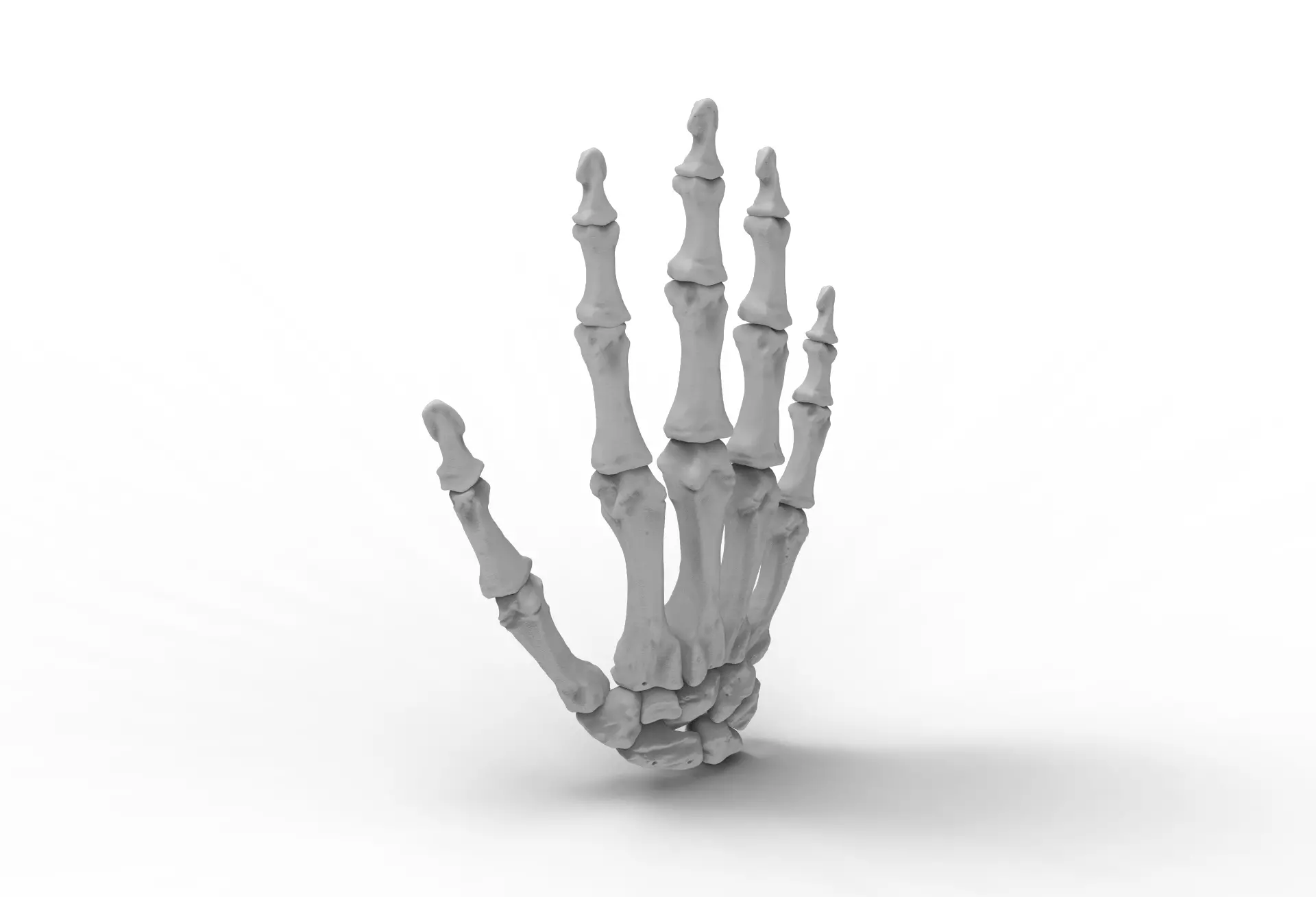 Skeleton Hand 3D print model_0