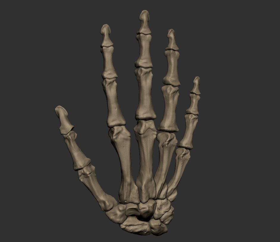 Skeleton Hand 3D print model_8