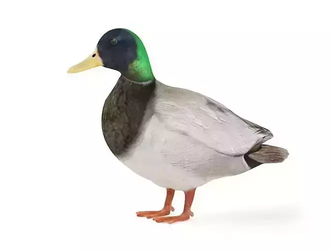 Male Duck