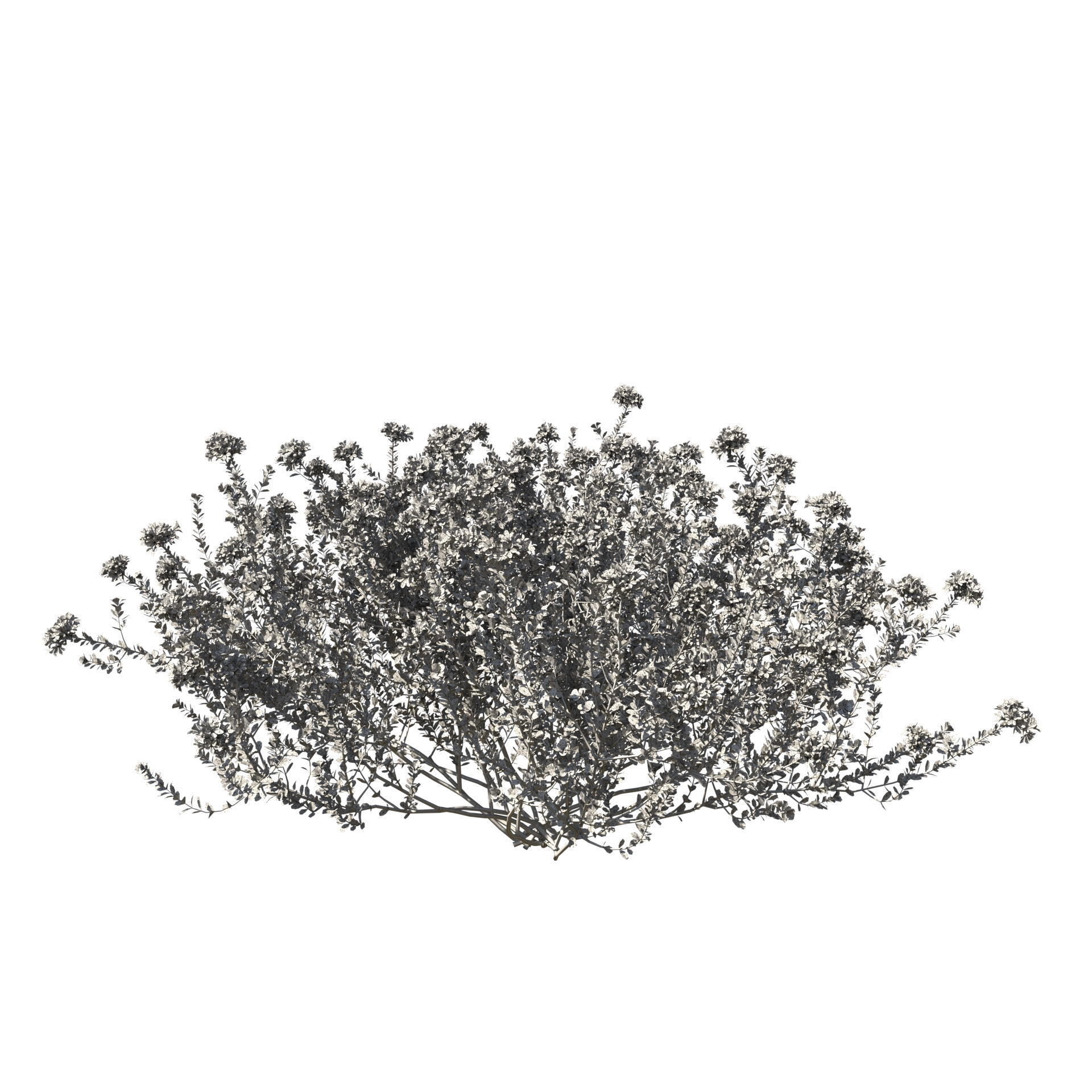 Thyme or thymus vulgaris 3D model_19