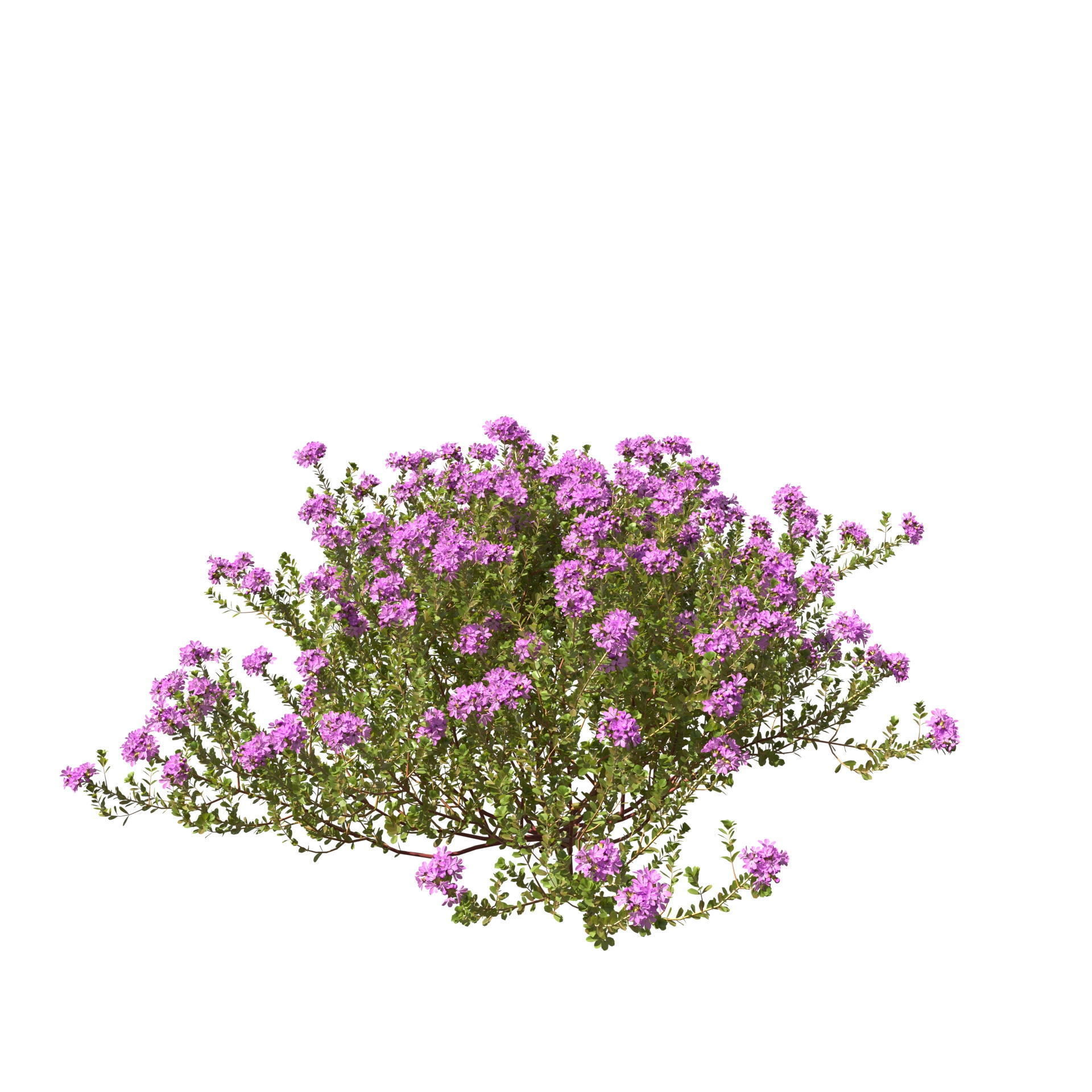 Thyme or thymus vulgaris 3D model_18