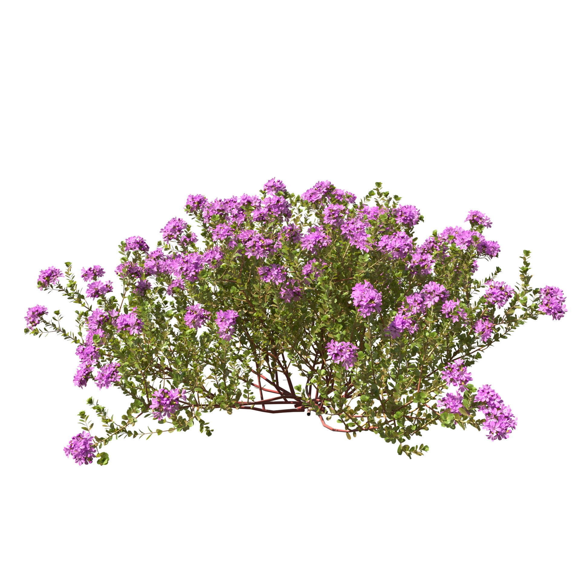 Thyme or thymus vulgaris 3D model_9