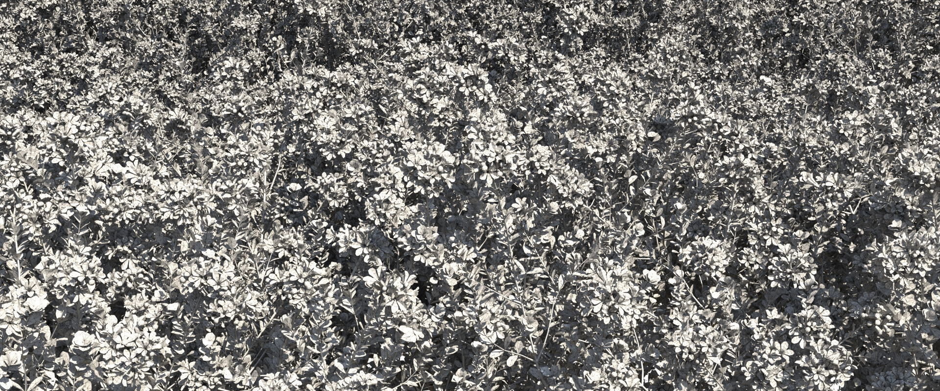 Thyme or thymus vulgaris 3D model_22